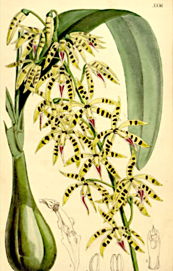 Epidendrum prismatocarpum, jedno z odkryć Warszewicza, Curtis's botanical magazine, Vol. XVIII, 1862